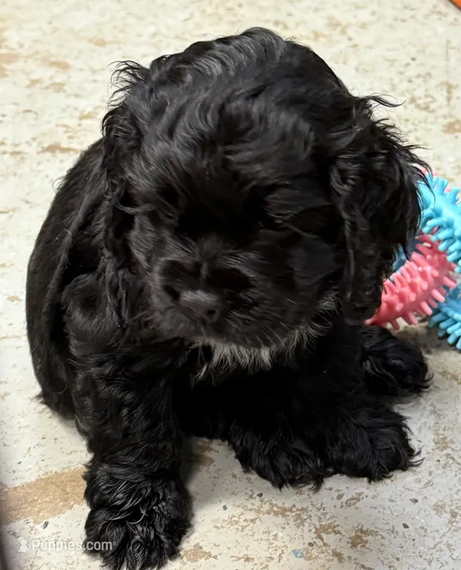 Aspen – Cocker Spaniel puppy for sale in Dassel, MN