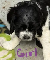 Hydrangea , a female Cocker Spaniel for sale in Dassel, MN – Photo 3 of 3