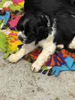Hydrangea , a female Cocker Spaniel for sale in Dassel, MN – Photo 1 of 3