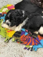 Hydrangea , a female Cocker Spaniel for sale in Dassel, MN – Photo 2 of 3