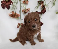 Finley, a male Cavapoo for sale in Millersburg, OH – 5 of 7