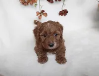 Finley, a male Cavapoo for sale in Millersburg, OH – 3 of 7