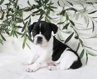 Cooper, a male Frenchton for sale in Strasburg, OH – 2 of 6