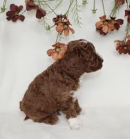 Tucker, a male Cavapoo for sale in Millersburg, OH – 4 of 6