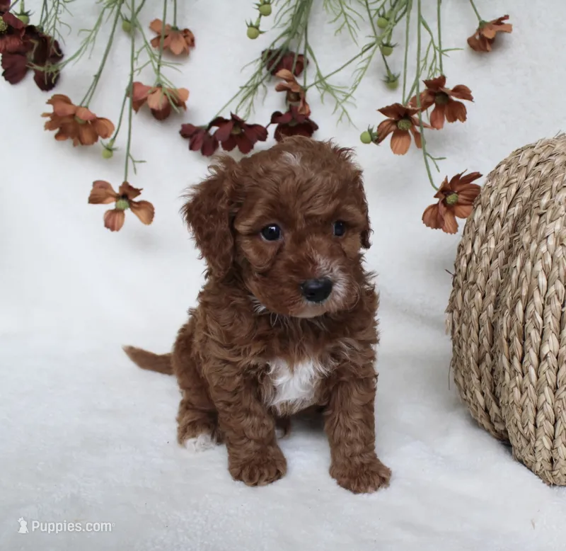 Finley – Cavapoo puppy for sale in Millersburg, OH