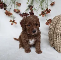 Finley, a male Cavapoo for sale in Millersburg, OH – 1 of 7