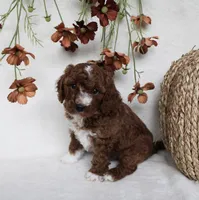 Tucker, a male Cavapoo for sale in Millersburg, OH – 2 of 6
