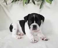 Cooper, a male Frenchton for sale in Strasburg, OH – 5 of 6