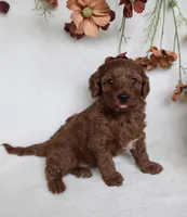 Remi, a female Cavapoo for sale in Millersburg, OH – 6 of 6