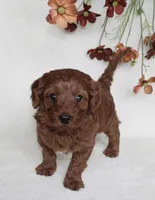 Remi, a female Cavapoo for sale in Millersburg, OH – 1 of 6
