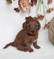 Remi, a female Cavapoo for sale in Millersburg, OH – 3 of 6
