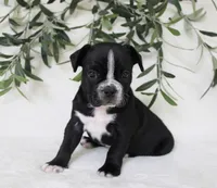 Archie, a male Frenchton for sale in Strasburg, OH – 2 of 6