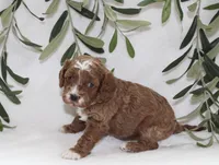 Amber, a female Cavapoo for sale in Millersburg, OH – Photo 5 of 6