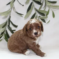 Amber, a female Cavapoo for sale in Millersburg, OH – Photo 2 of 6