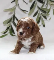 Amber, a female Cavapoo for sale in Millersburg, OH – Photo 3 of 6