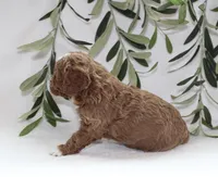 Amber, a female Cavapoo for sale in Millersburg, OH – Photo 6 of 6