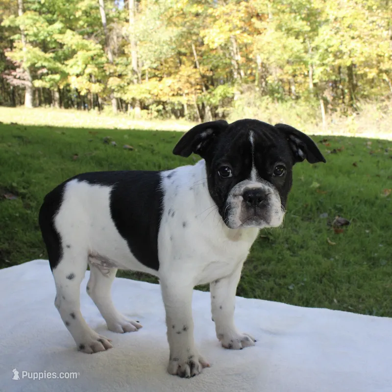 Cooper – Frenchton puppy for sale in Strasburg, OH