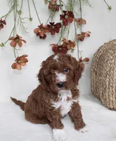 Tucker, a male Cavapoo for sale in Millersburg, OH – 6 of 6