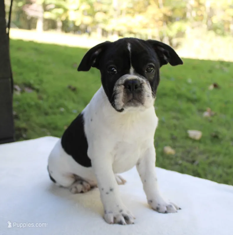 Cooper – Frenchton puppy for sale in Strasburg, OH