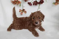 Finley, a male Cavapoo for sale in Millersburg, OH – 6 of 7