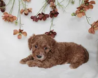 Finley, a male Cavapoo for sale in Millersburg, OH – 2 of 7