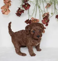 Remi, a female Cavapoo for sale in Millersburg, OH – 2 of 6
