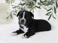 Archie, a male Frenchton for sale in Strasburg, OH – 3 of 6