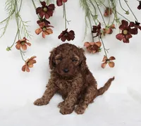 Bailey, a female Cavapoo for sale in Millersburg, OH – 4 of 5