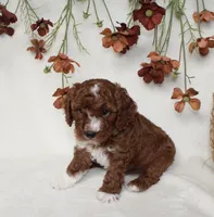 Tucker, a male Cavapoo for sale in Millersburg, OH – 3 of 6