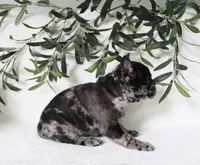 Indie, a female Frenchton for sale in Strasburg, OH – 4 of 5