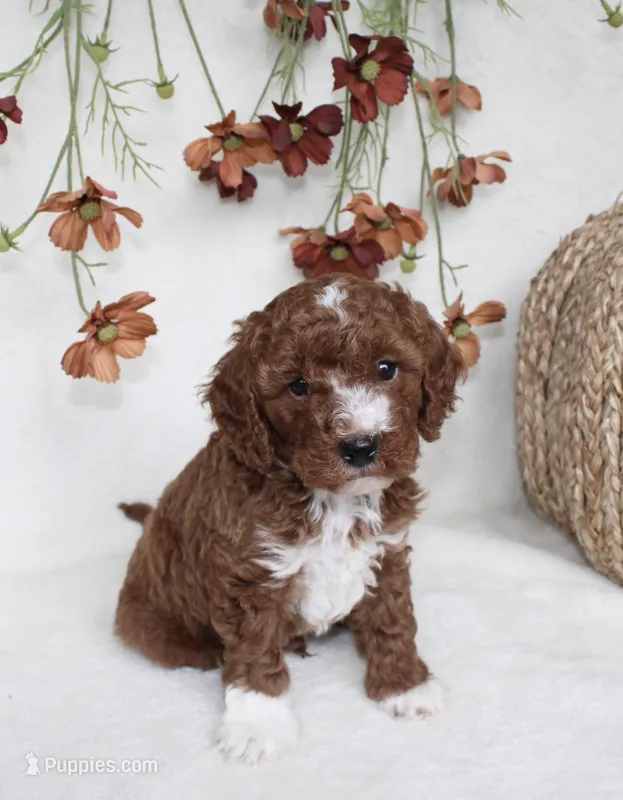 Tucker – Cavapoo puppy for sale in Millersburg, OH