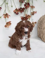 Tucker, a male Cavapoo for sale in Millersburg, OH – 1 of 6