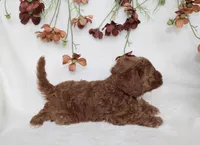 Finley, a male Cavapoo for sale in Millersburg, OH – 7 of 7
