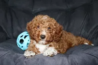 Murphy, a male Cavapoo for sale in Millersburg, OH – Photo 3 of 5
