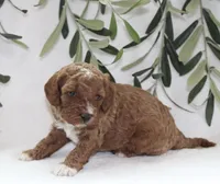 Murphy, a male Cavapoo for sale in Millersburg, OH – Photo 4 of 5
