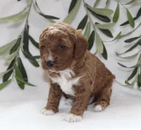 Murphy, a male Cavapoo for sale in Millersburg, OH – Photo 2 of 5