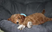 Murphy, a male Cavapoo for sale in Millersburg, OH – Photo 5 of 5