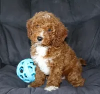 Murphy, a male Cavapoo for sale in Millersburg, OH – Photo 1 of 5