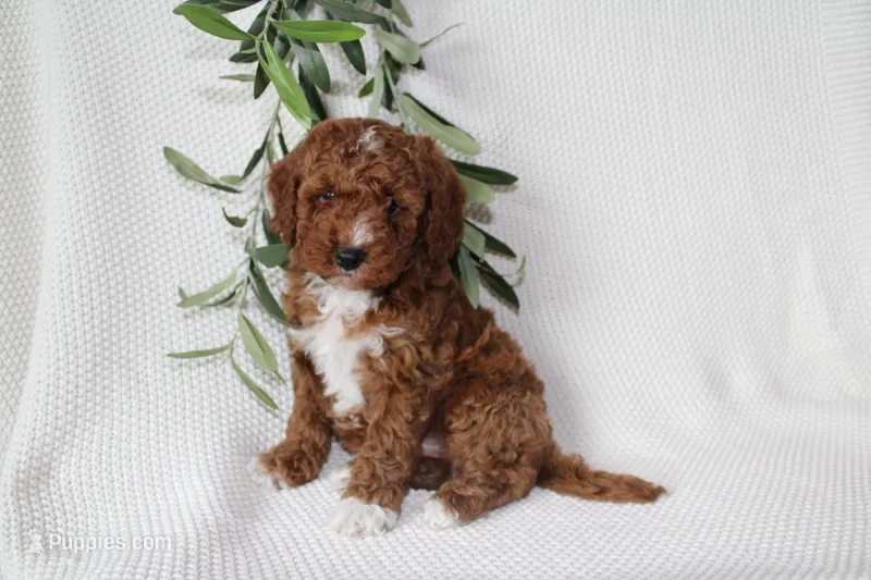 Murphy – Cavapoo puppy for sale in Millersburg, OH