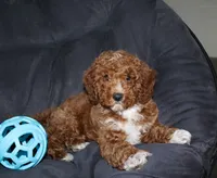 Murphy, a male Cavapoo for sale in Millersburg, OH – Photo 2 of 5