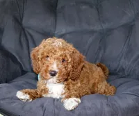Murphy, a male Cavapoo for sale in Millersburg, OH – Photo 4 of 5