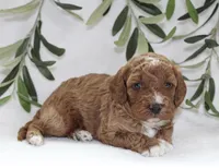 Murphy, a male Cavapoo for sale in Millersburg, OH – Photo 1 of 5