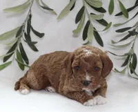 Murphy, a male Cavapoo for sale in Millersburg, OH – Photo 5 of 5