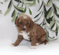 Murphy, a male Cavapoo for sale in Millersburg, OH – Photo 3 of 5