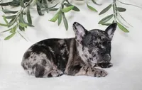Indie, a female Frenchton for sale in Strasburg, OH – 2 of 5