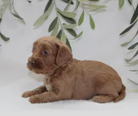 Archie, a male Cavapoo for sale in Millersburg, OH – Photo 5 of 5