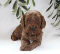 Archie, a male Cavapoo for sale in Millersburg, OH – Photo 4 of 5