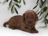 Archie, a male Cavapoo for sale in Millersburg, OH – Photo 1 of 5
