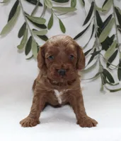 Archie, a male Cavapoo for sale in Millersburg, OH – Photo 2 of 5