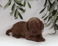 Archie, a male Cavapoo for sale in Millersburg, OH – Photo 3 of 5